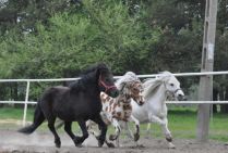 Ponies - Horse Borysiuk